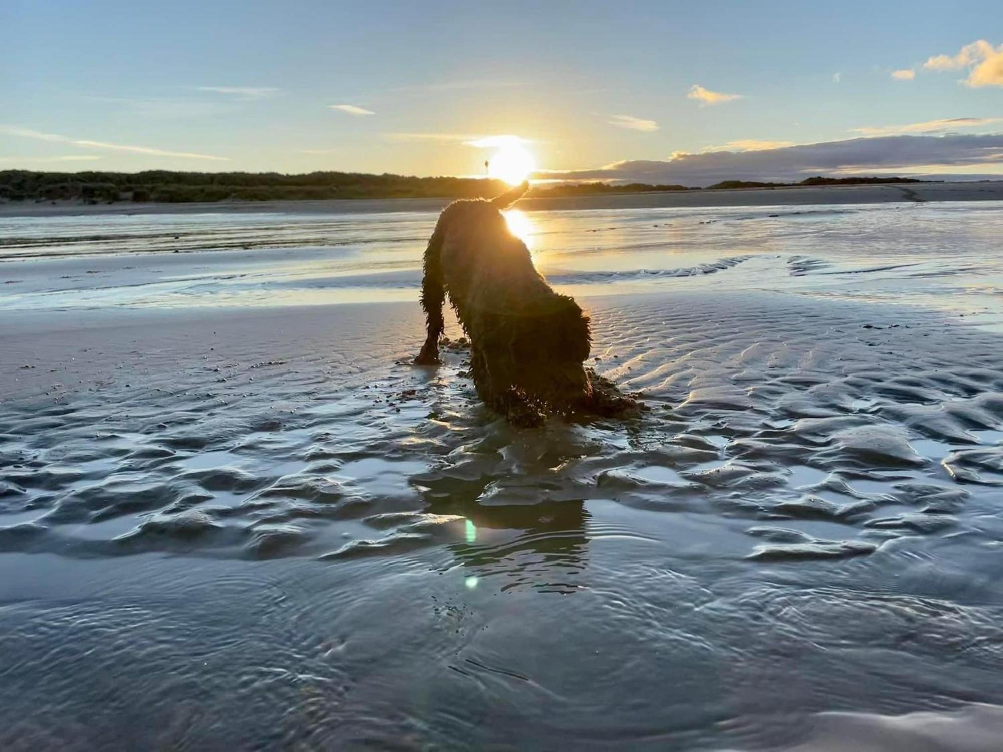 Macs Shack: Beachside Pet-friendly With Entertainment Chalet